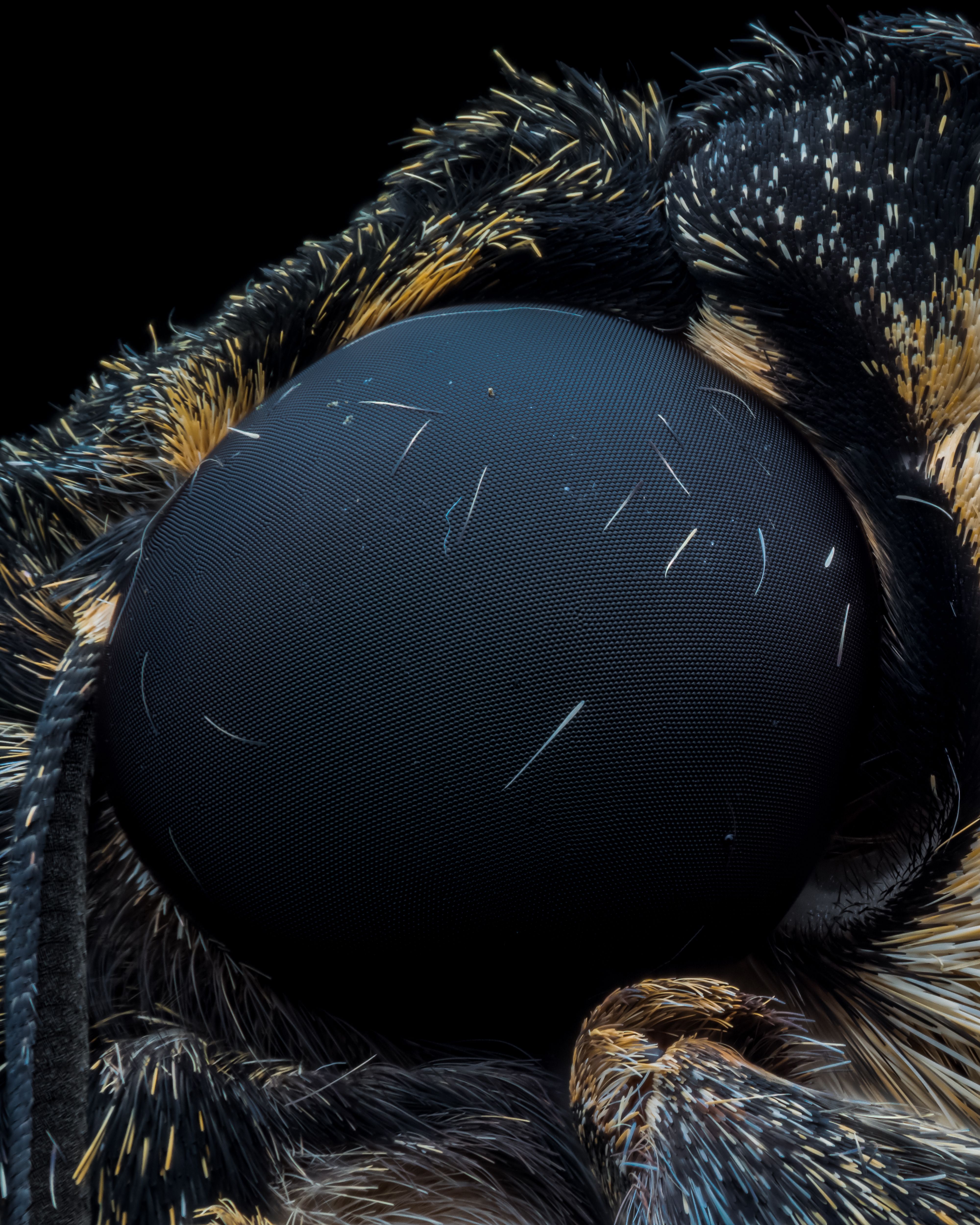 Extreme Close-Up of Insect Compound Eye · Free Stock Photo
