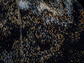 Close-Up of Detailed Moth Wing Pattern