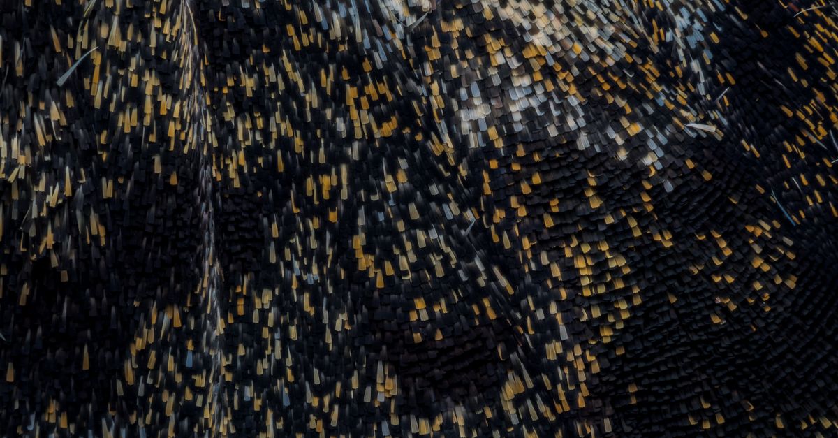 Moth Ing Pattern Close-Up of Detailed Moth Wing Pattern · Free Stock Photo