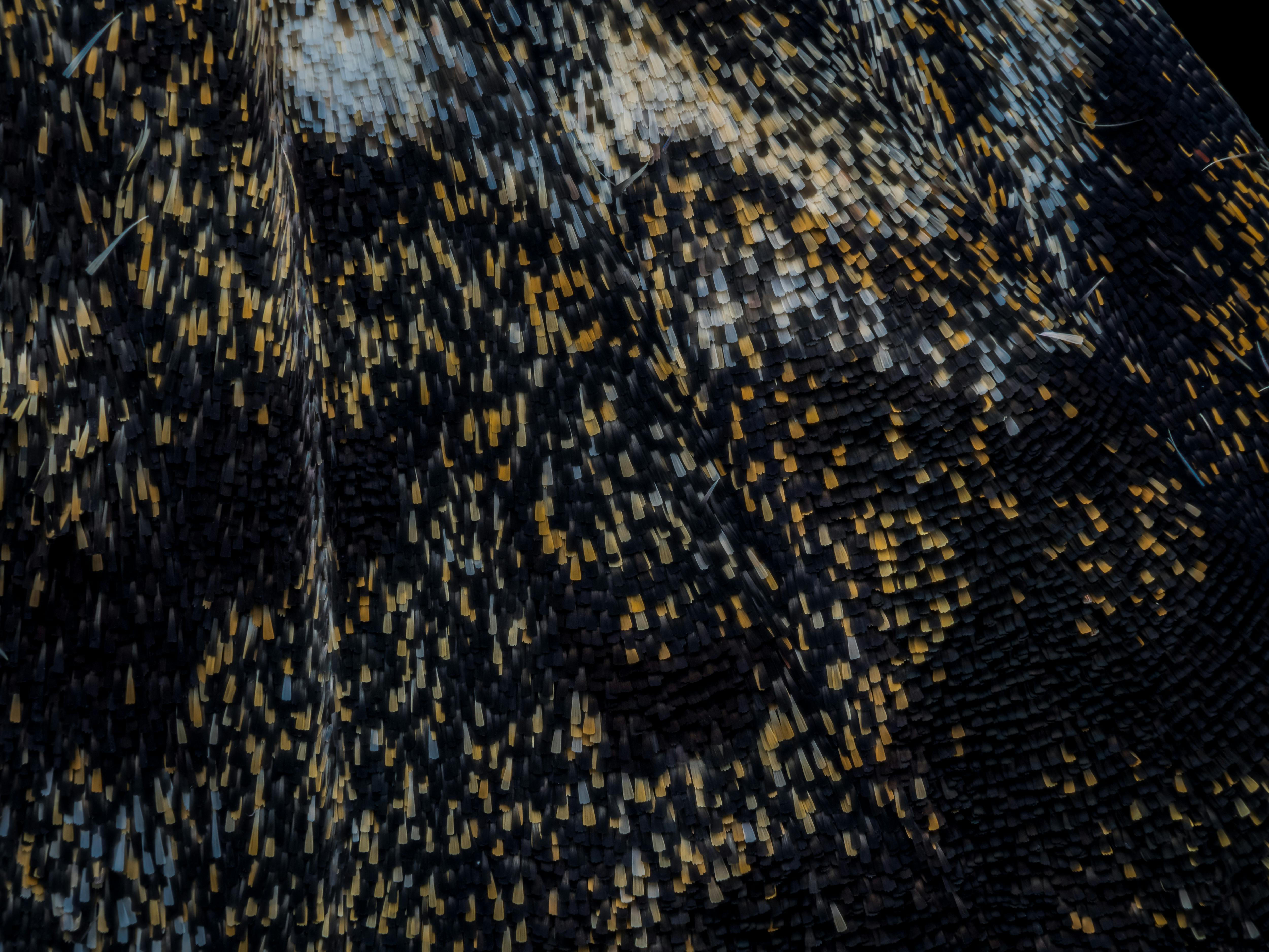 Miễn phí Hình ảnh cận cảnh chi tiết cánh bướm đêm, thể hiện rõ các vảy với nhiều màu sắc khác nhau. Ảnh lưu trữ