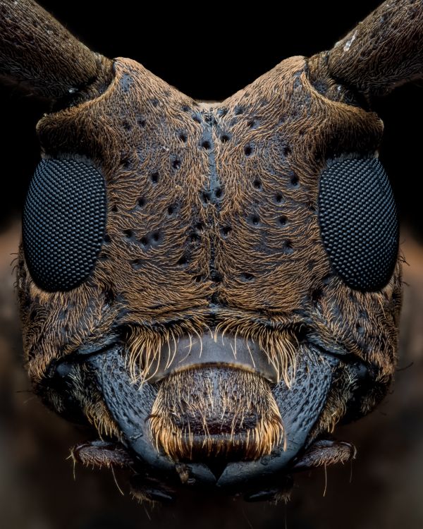 Extreme Close-Up of Insect Head · Free Stock Photo