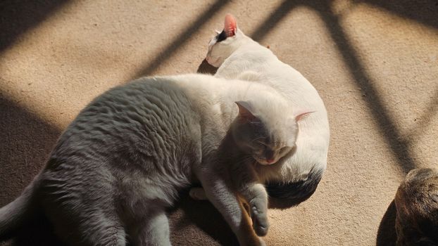 Two domestic cats peacefully resting on a sunlit floor, creating a cozy atmosphere.