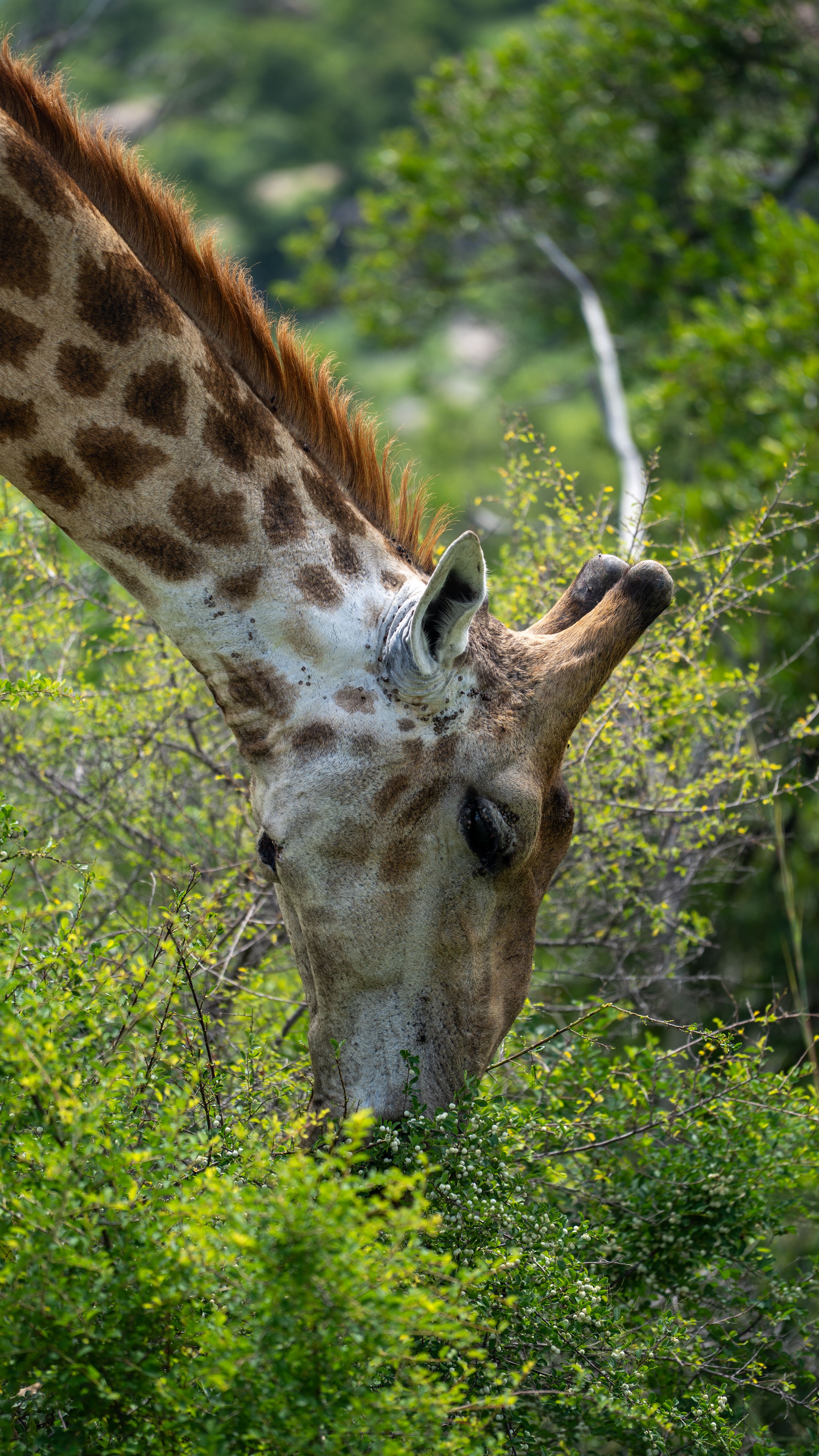 Close-up of a Giraffe Grazing in Natural Habitat · Free Stock Photo