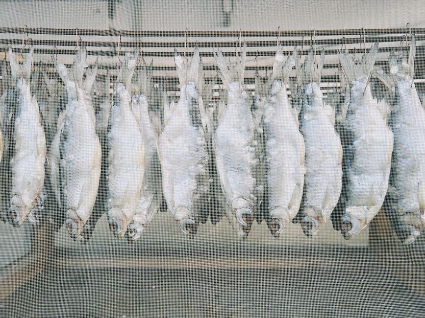 Pescado salado y desecado en presentación comercial