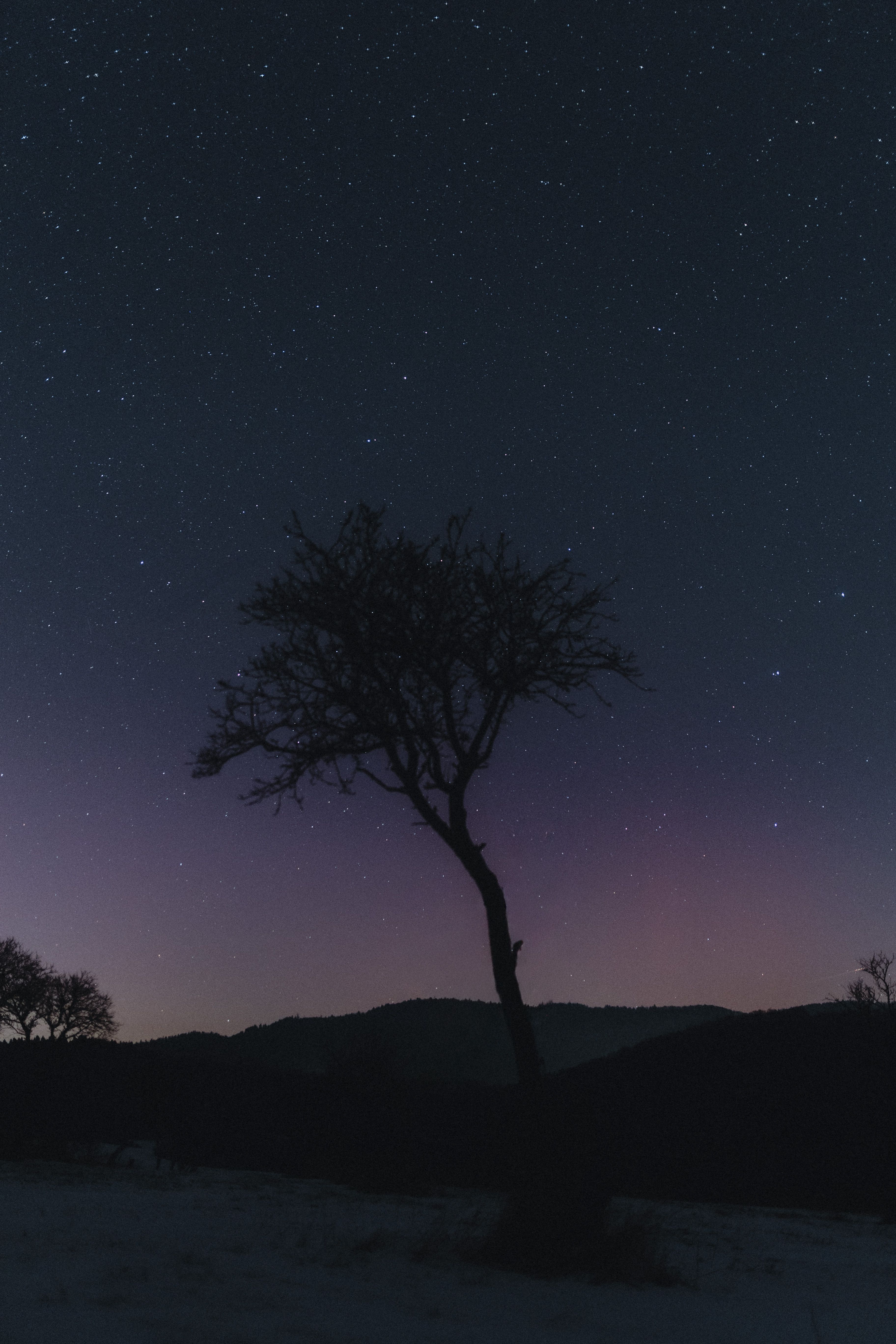 Starry Night Sky with Lone Tree Landscape · Free Stock Photo