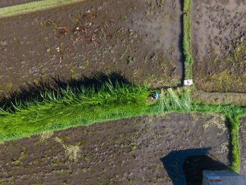 Free Top-down shot of a farmer working in Bali's lush rice fields. Stock Photo