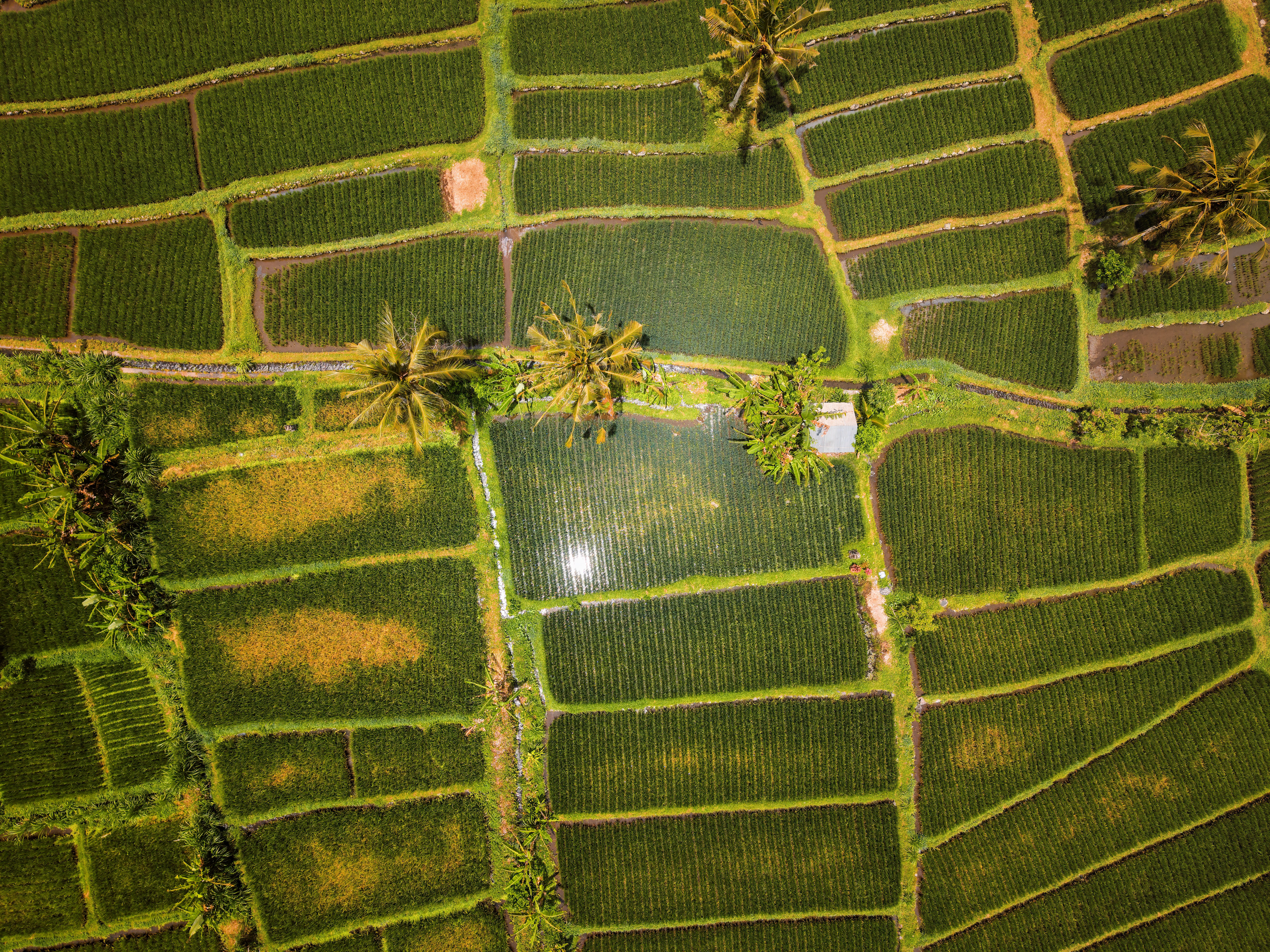 Aerial View of Scenic Rice Terraces in Bali · Free Stock Photo