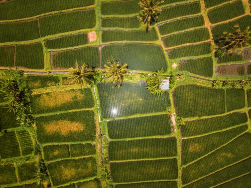 Free Stunning aerial view of lush green rice terraces in Bali, Indonesia, showcasing tropical agriculture. Stock Photo