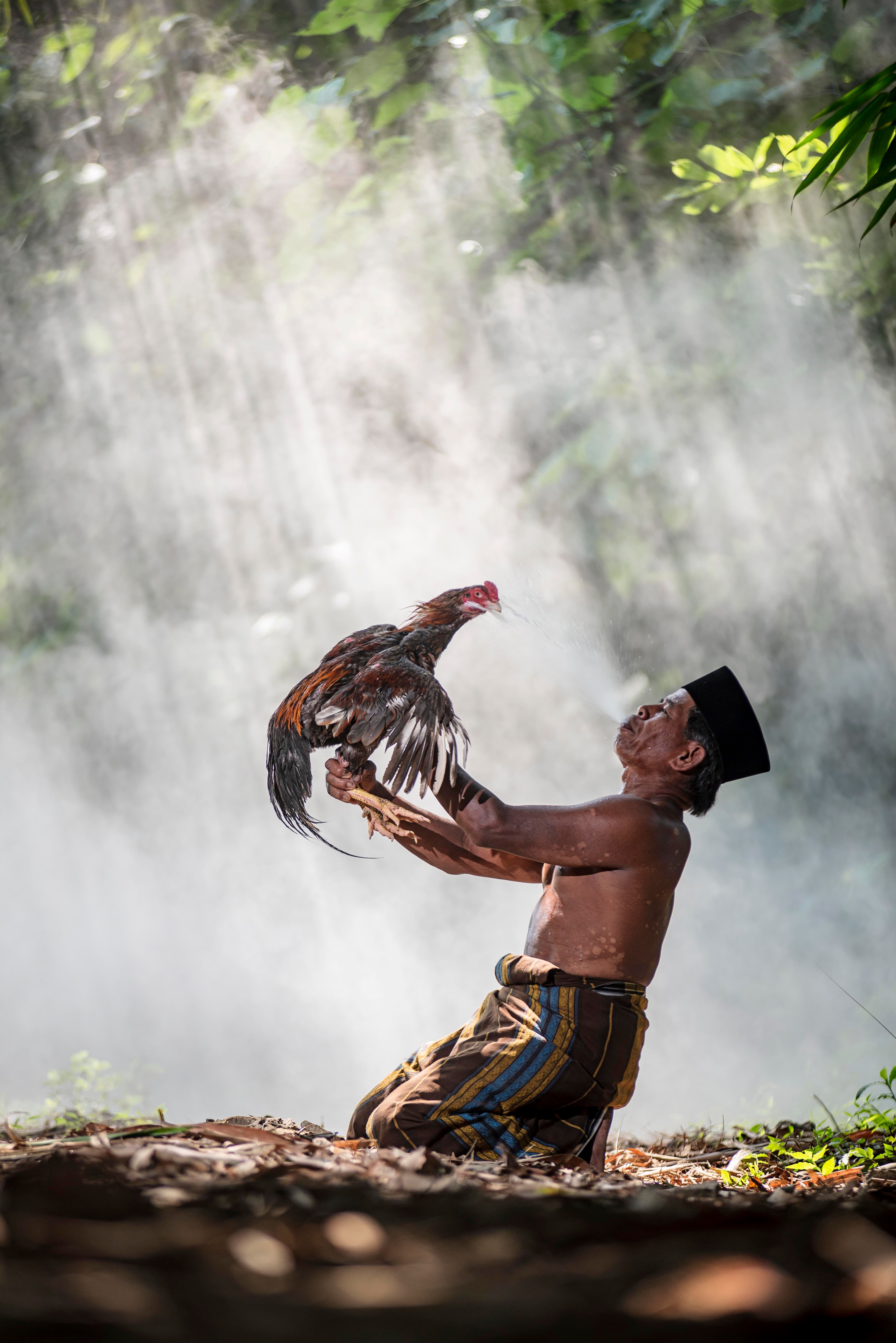 An Indonesian man proudly holds a rooster amidst sun rays in a lush forest setting.