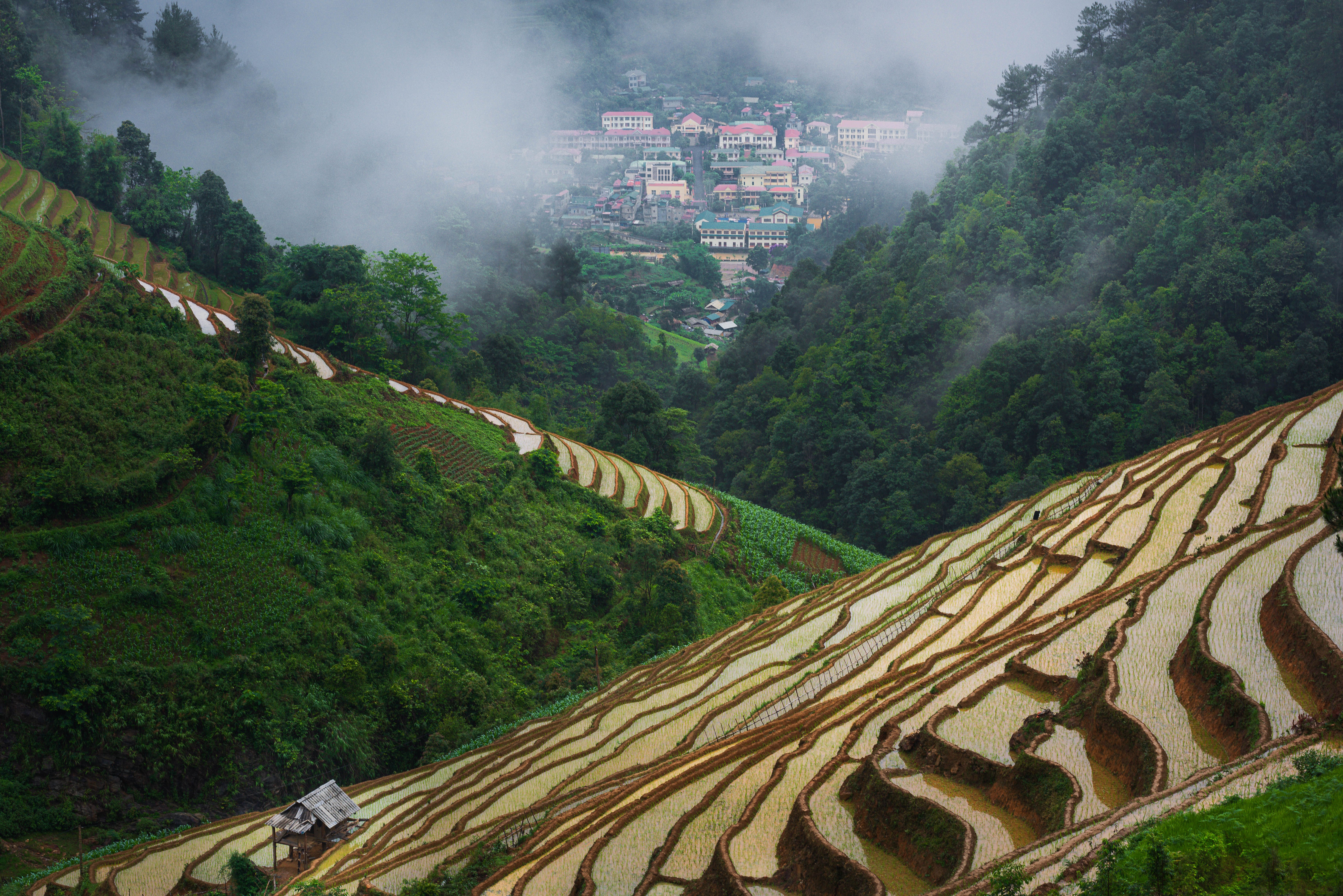 Scenic Foggy Rice Terraces in Lush Valley · Free Stock Photo
