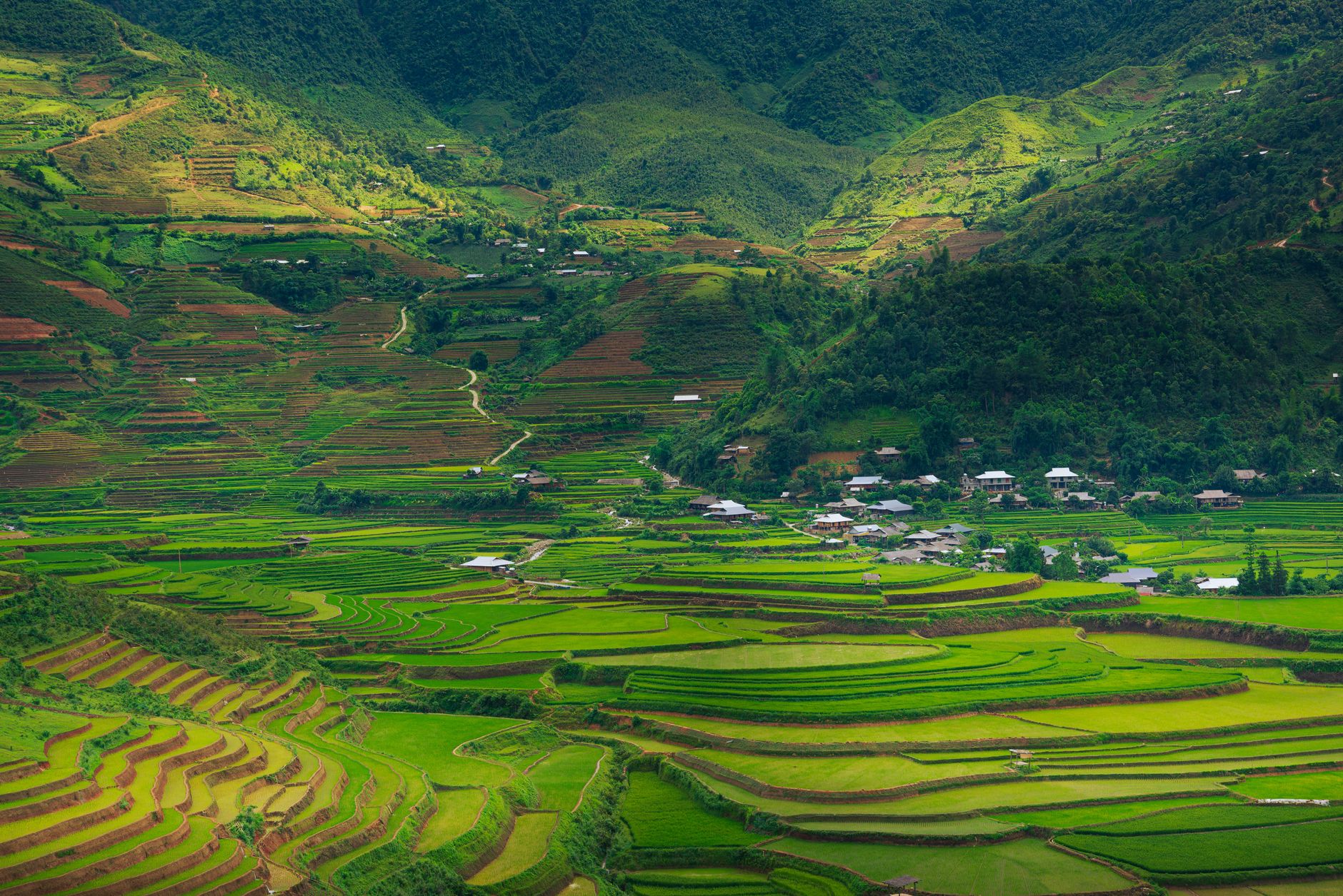 A breathtaking aerial view of lush terraced rice fields spread across a vibrant landscape during summer.