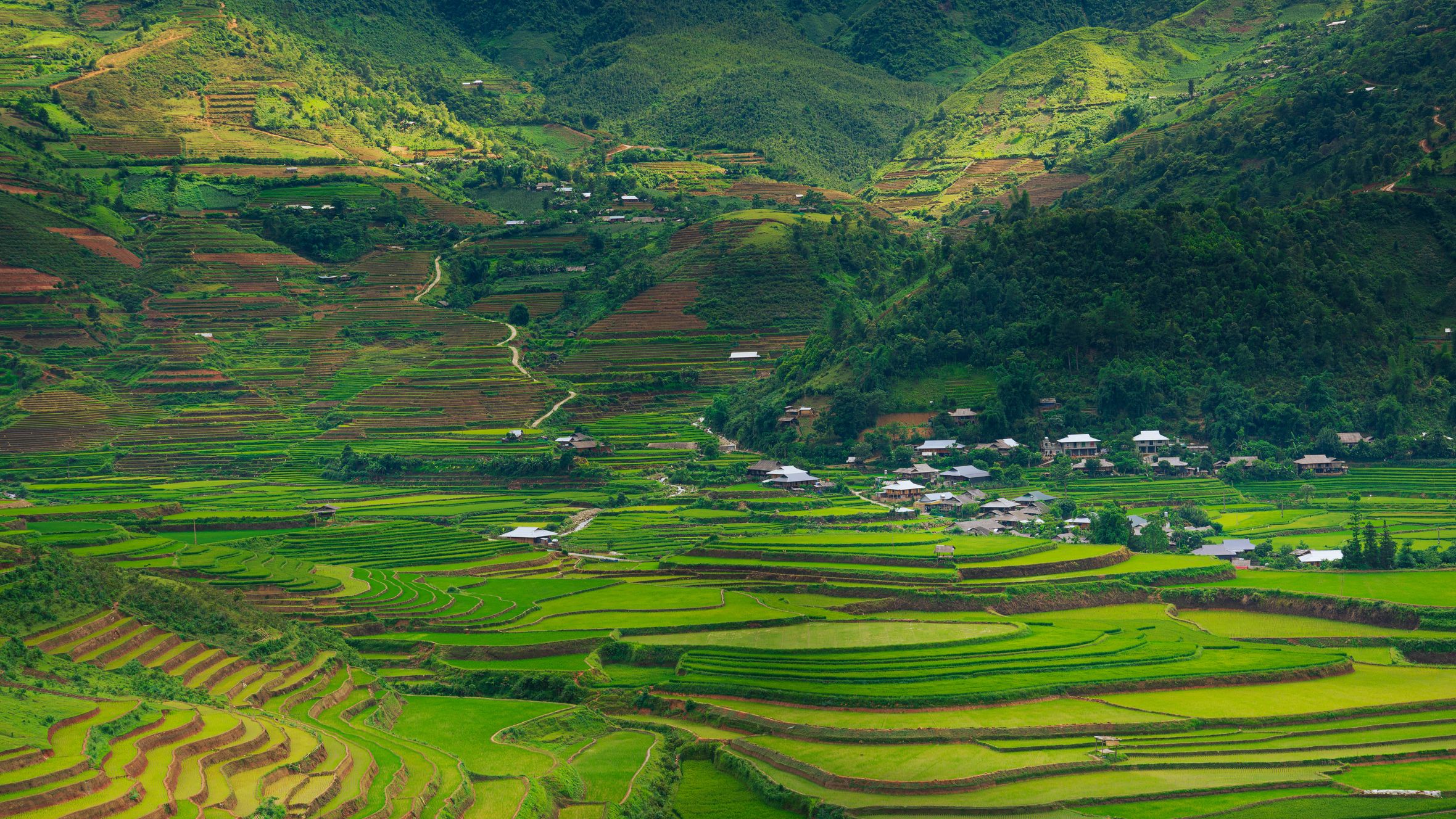A breathtaking aerial view of lush terraced rice fields spread across a vibrant landscape during summer.