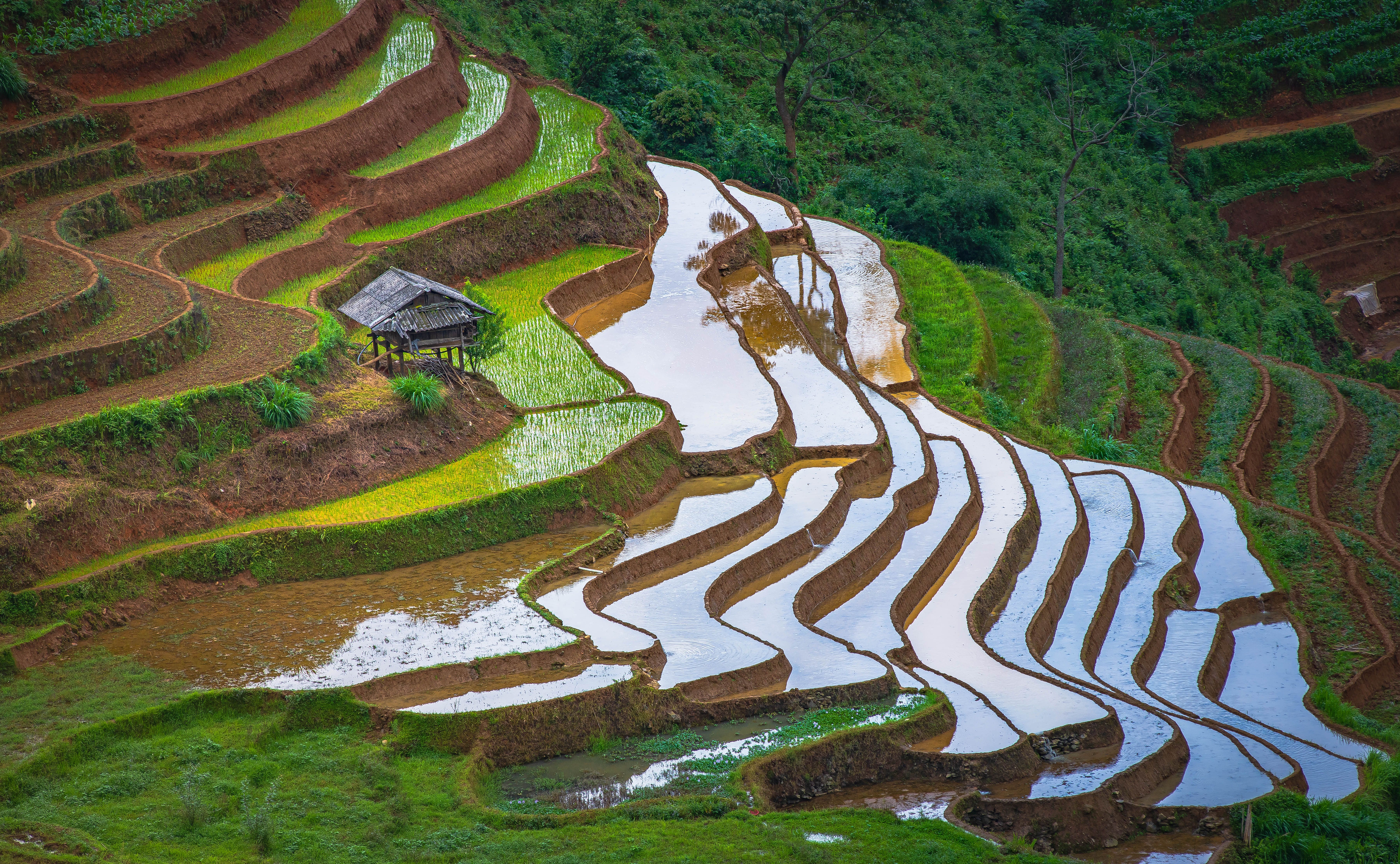 Scenic View of Asia's Rice Terraces with Hut · Free Stock Photo