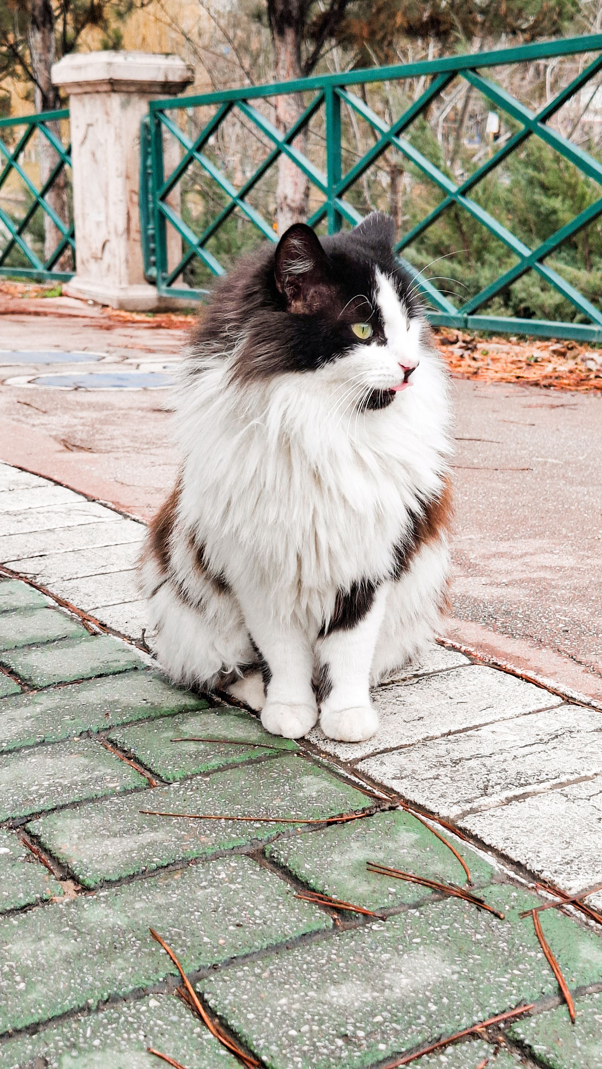 Fluffy Cat Sitting on a Park Pathway Outdoors · Free Stock Photo