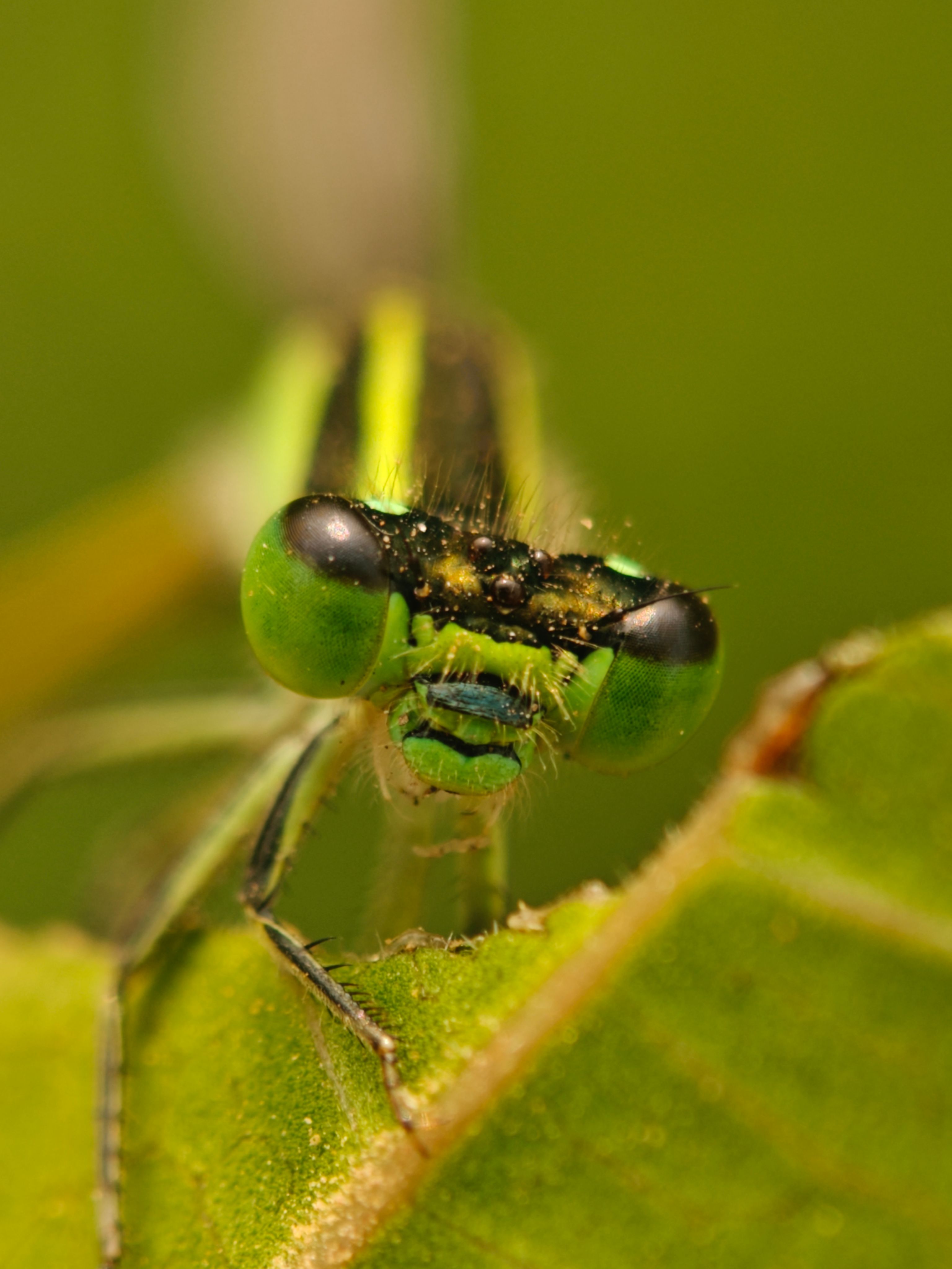 Close-up of a Green Damselfly on a Leaf · Free Stock Photo