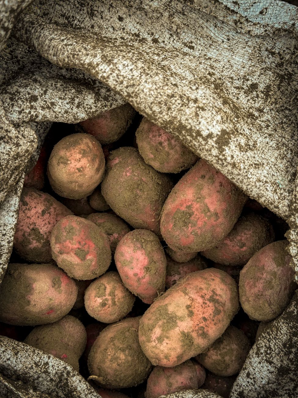 Growing Bumper Potato Harvests in Grow Bags: A Step-by-Step Guide to Variety Selection, Layering, and Optimal Watering for Small Spaces