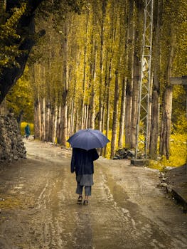 A person with an umbrella walks along a tree-lined path on a rainy day, creating a serene atmosphere.