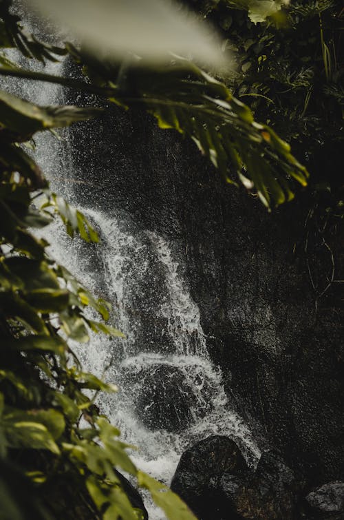 Free stock photo of jungle, waterfall