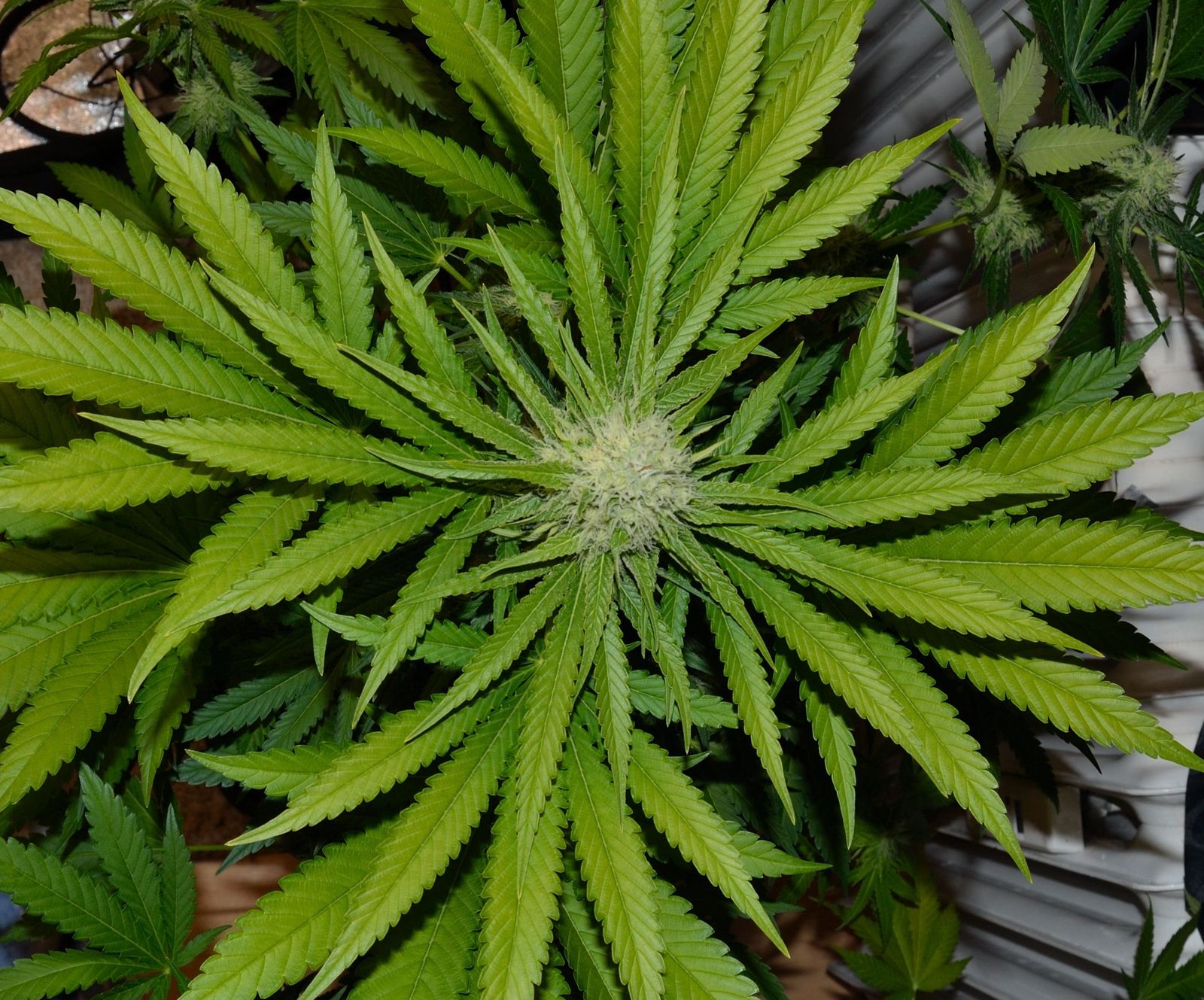 Autoflowering vs Photoperiod: The Canadian Grower's Ultimate Guide