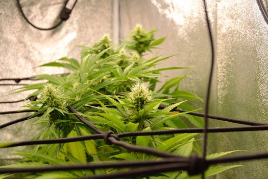 Close-up of healthy cannabis plant with buds in a controlled indoor environment.