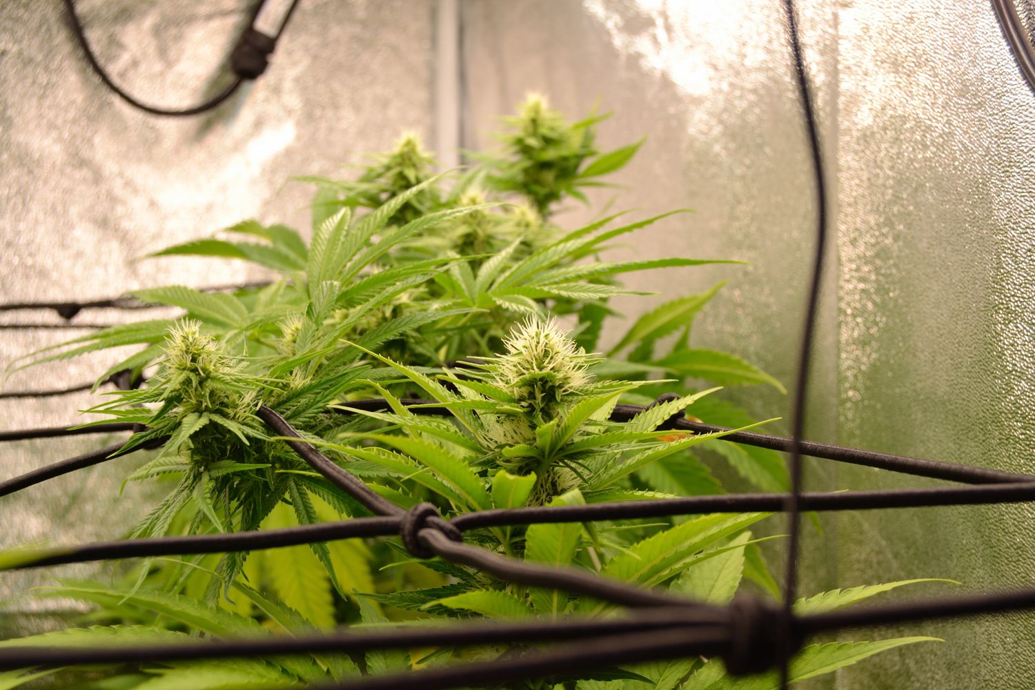 Flowering cannabis plant in an indoor grow environment