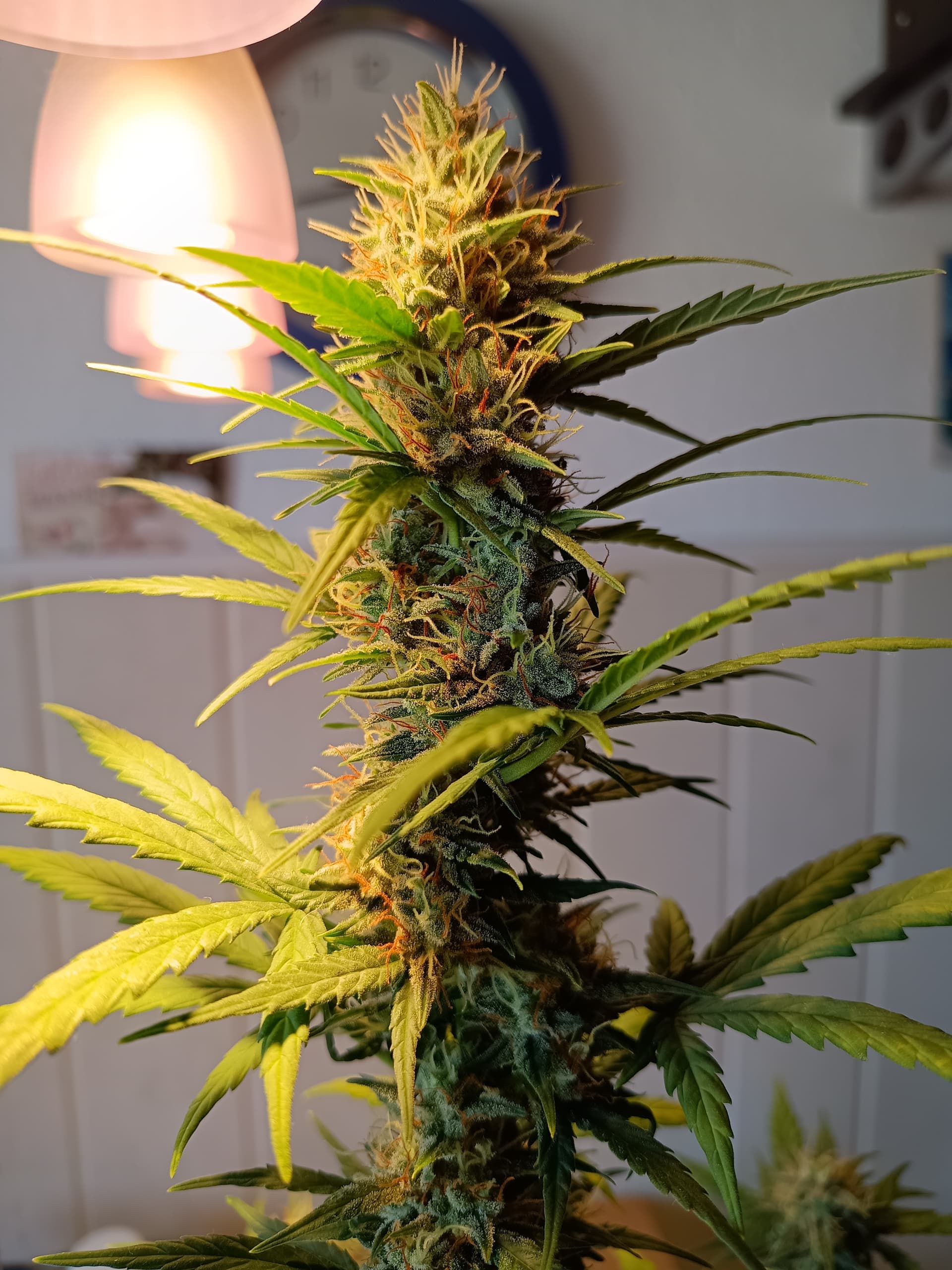 Close-up of a cannabis plant flowering indoors with soft lighting and vibrant green leaves.