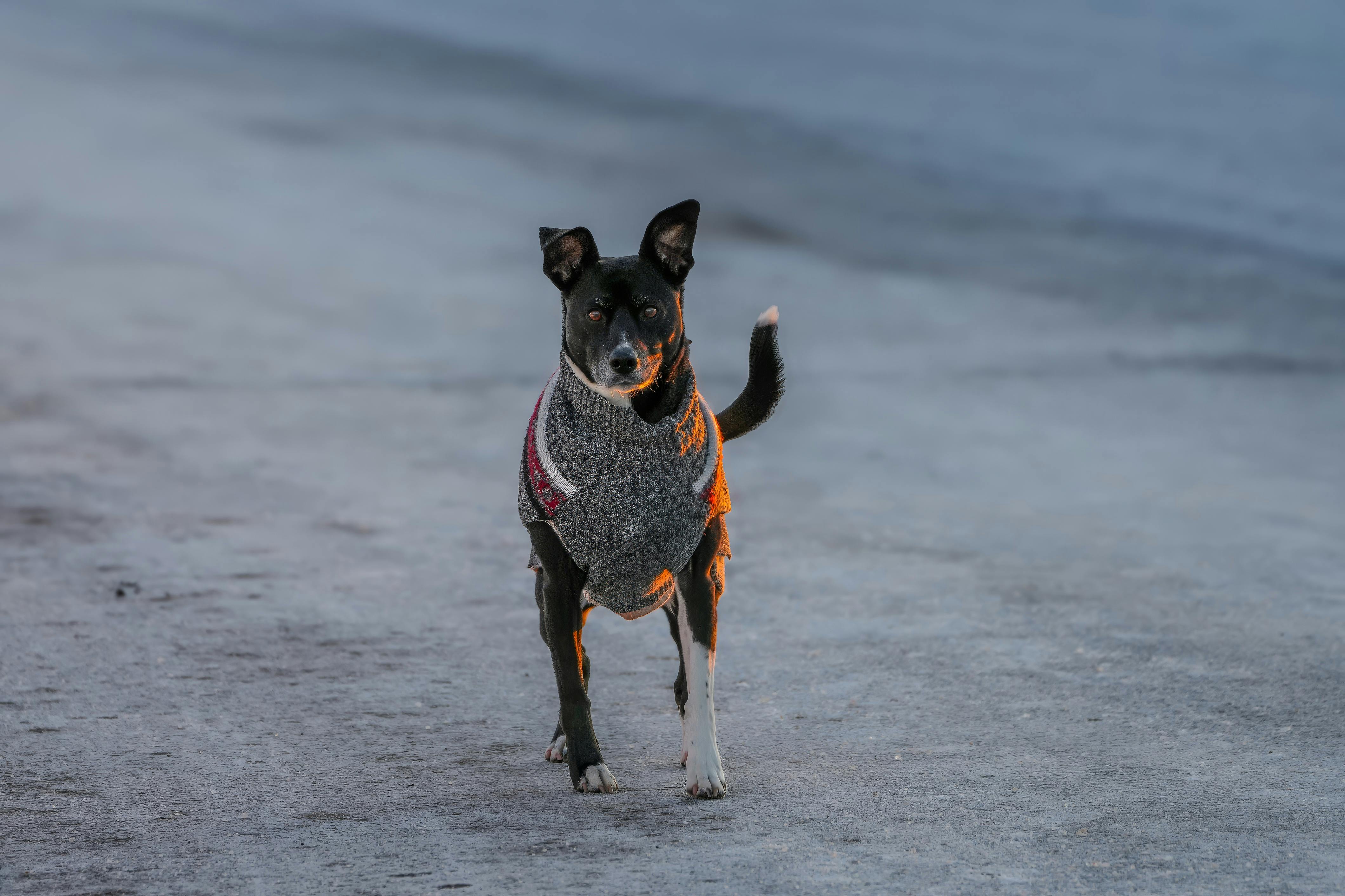 Winter weather pet safety tips from Kansas City animal experts — Photo by Cara Denison on Pexels