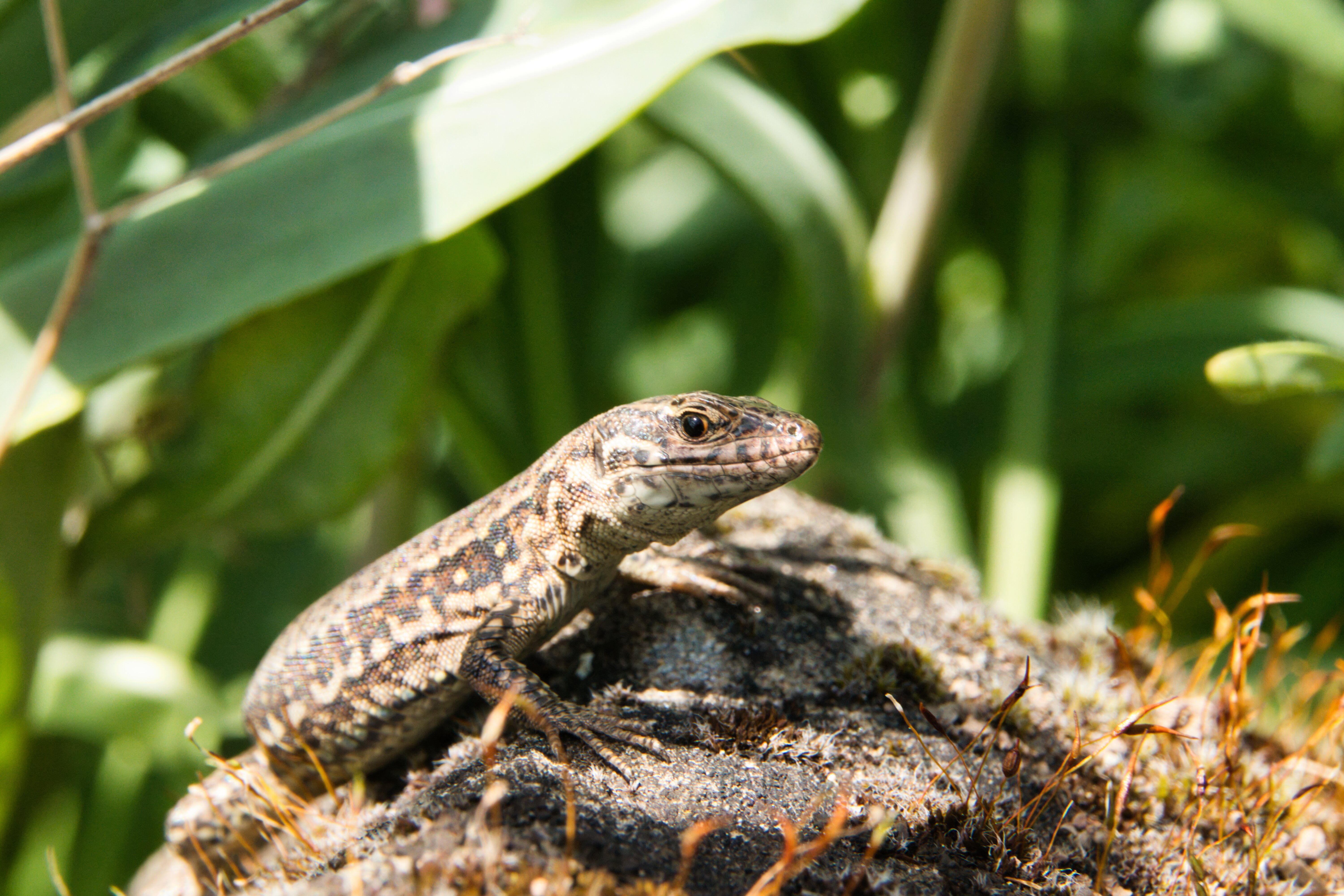 A vibrant common wall lizard basking on a rock amidst lush greenery in Weinsberg, Germany.