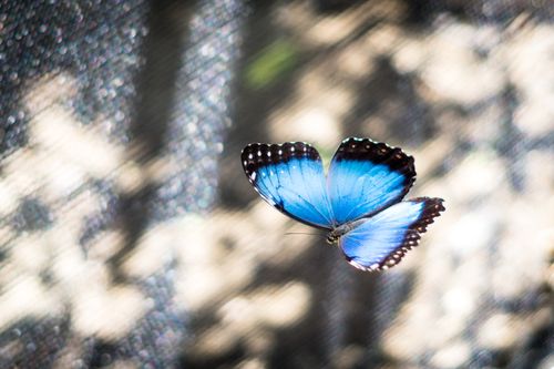 Free Vibrant blue morpho butterfly gracefully flying with blurred background. Stock Photo