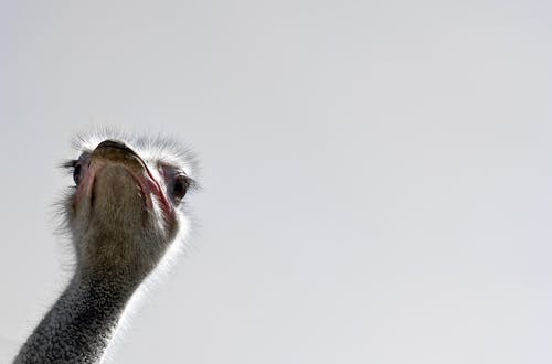 Gray Ostrich Head in Close-up Photo