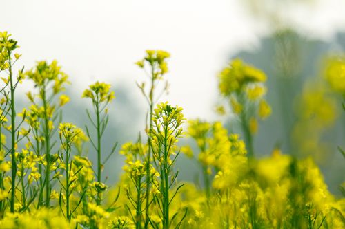 Free Close-up of yellow mustard flowers blooming in a field during springtime. Stock Photo