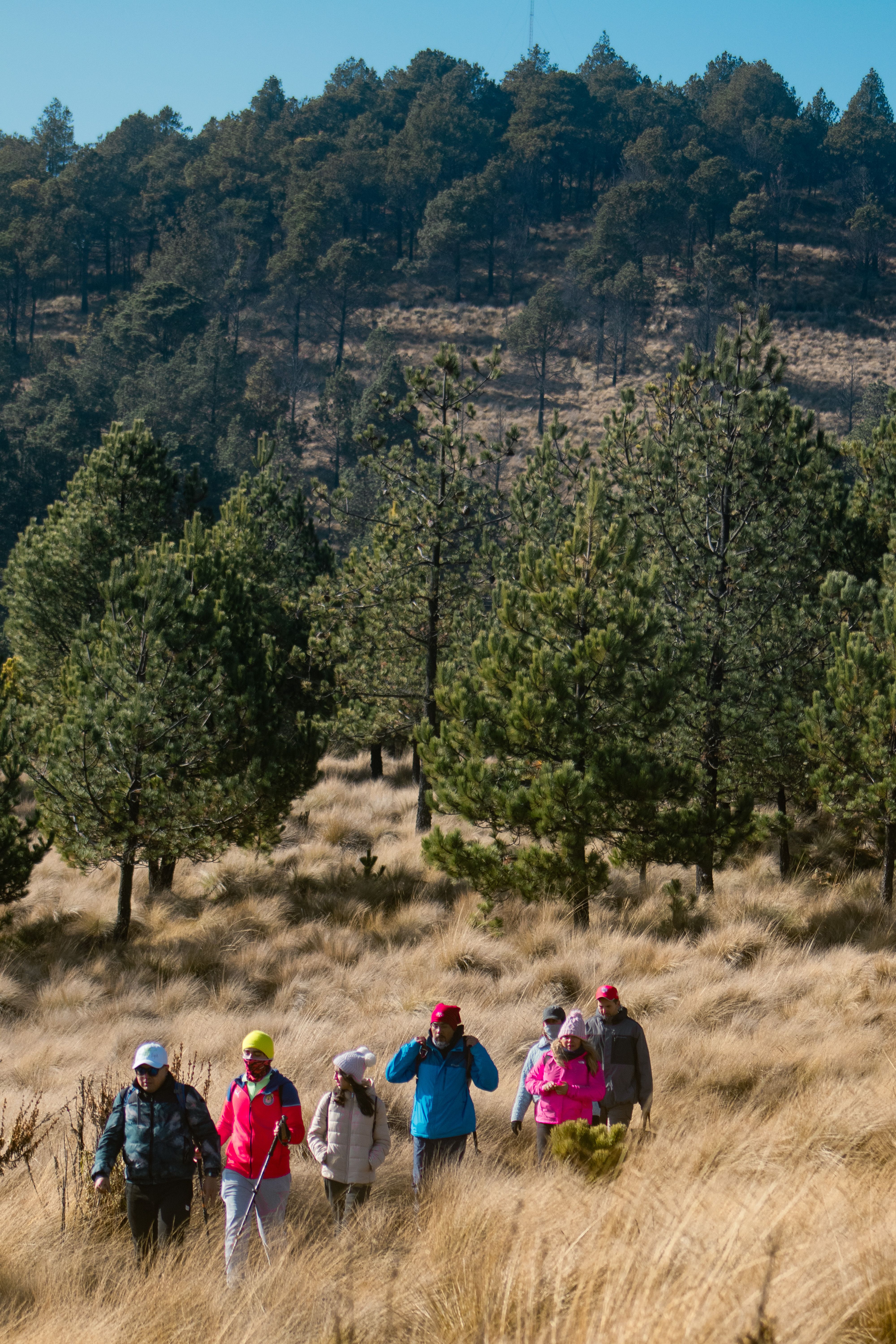Fotomural Un grupo de senderistas recorre un bosque frondoso bajo cielos despejados, disfrutando de una aventura al aire libre.