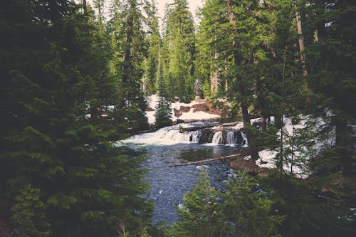 Body of Water Near Trees