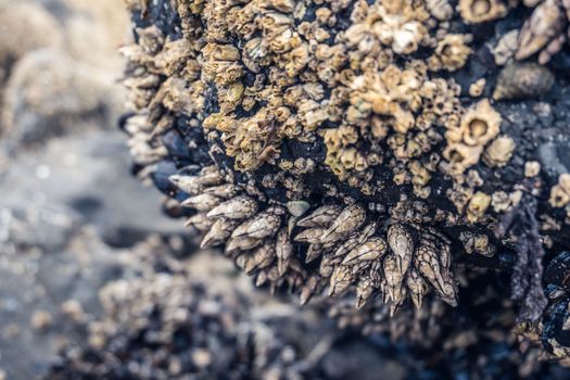Detailed macro shot of barnacles and shells on a rocky coast, showcasing marine life textures.