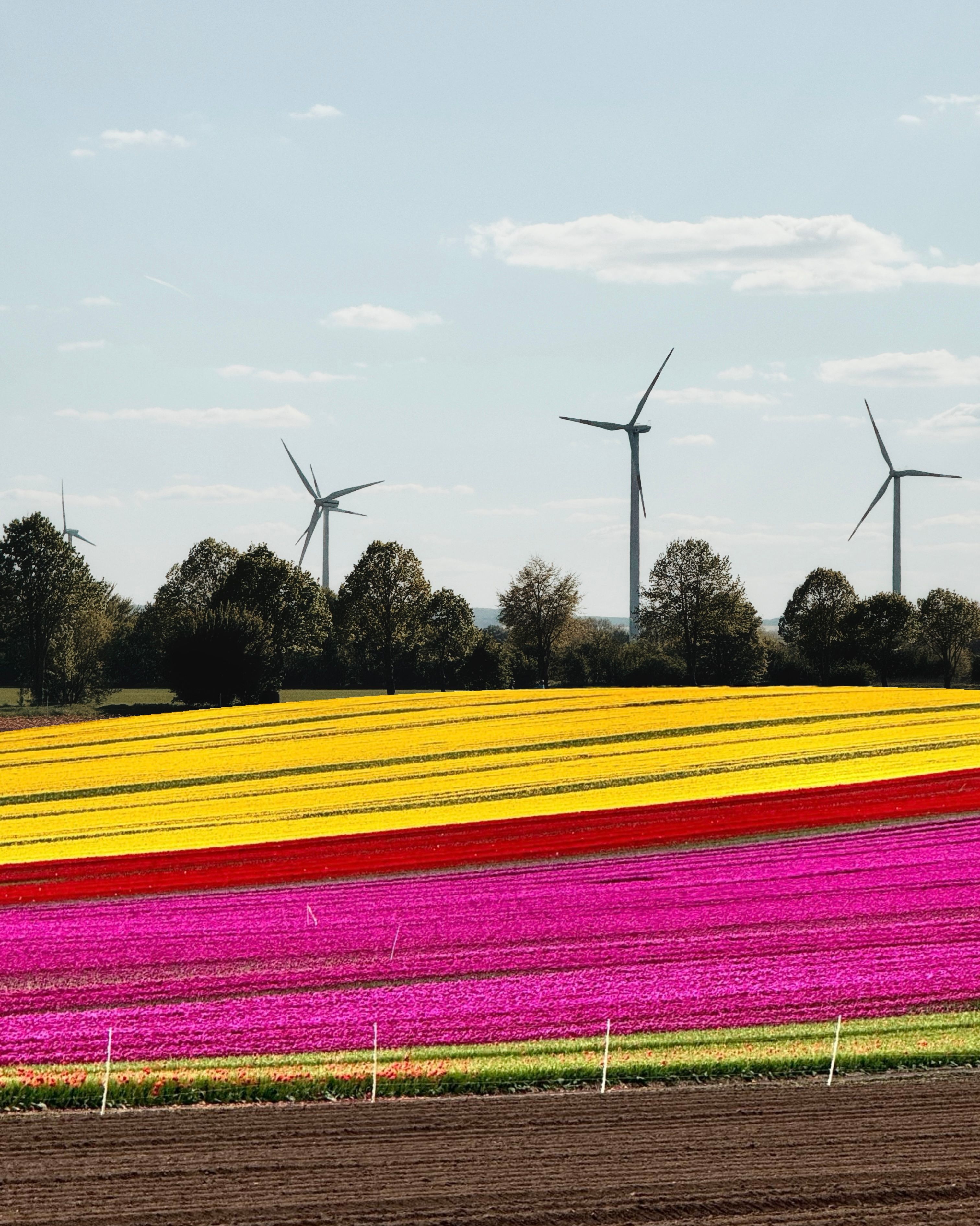 Vibrant tulip fields with wind turbines under a clear sky, showcasing nature's beauty and renewable energy.