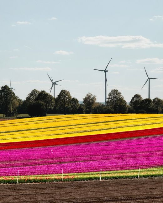 Vibrant tulip fields with wind turbines under a clear sky, showcasing nature's beauty and renewable energy.