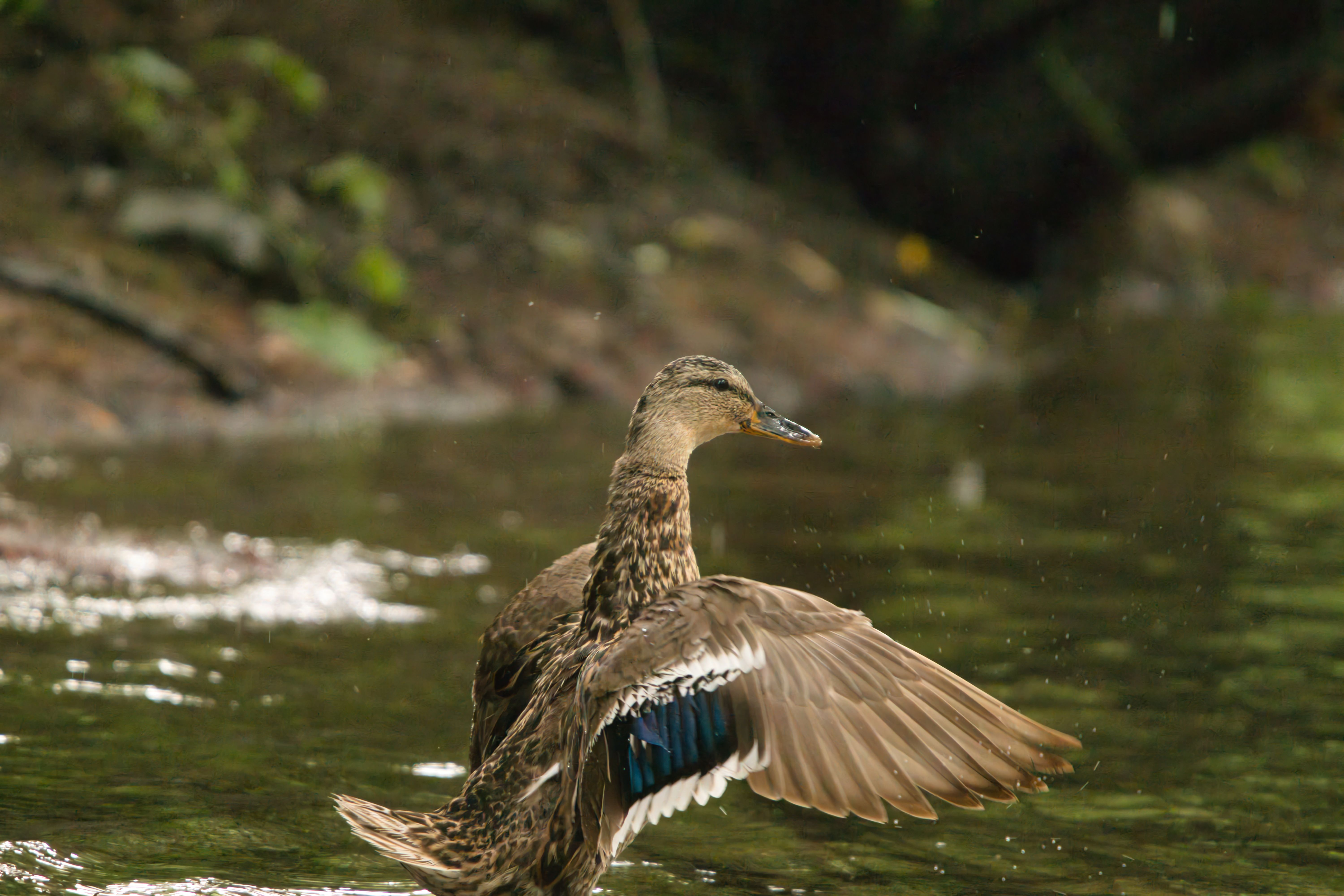 Wild Duck Stretching Its Wings in Weinsberg Stream · Free Stock Photo