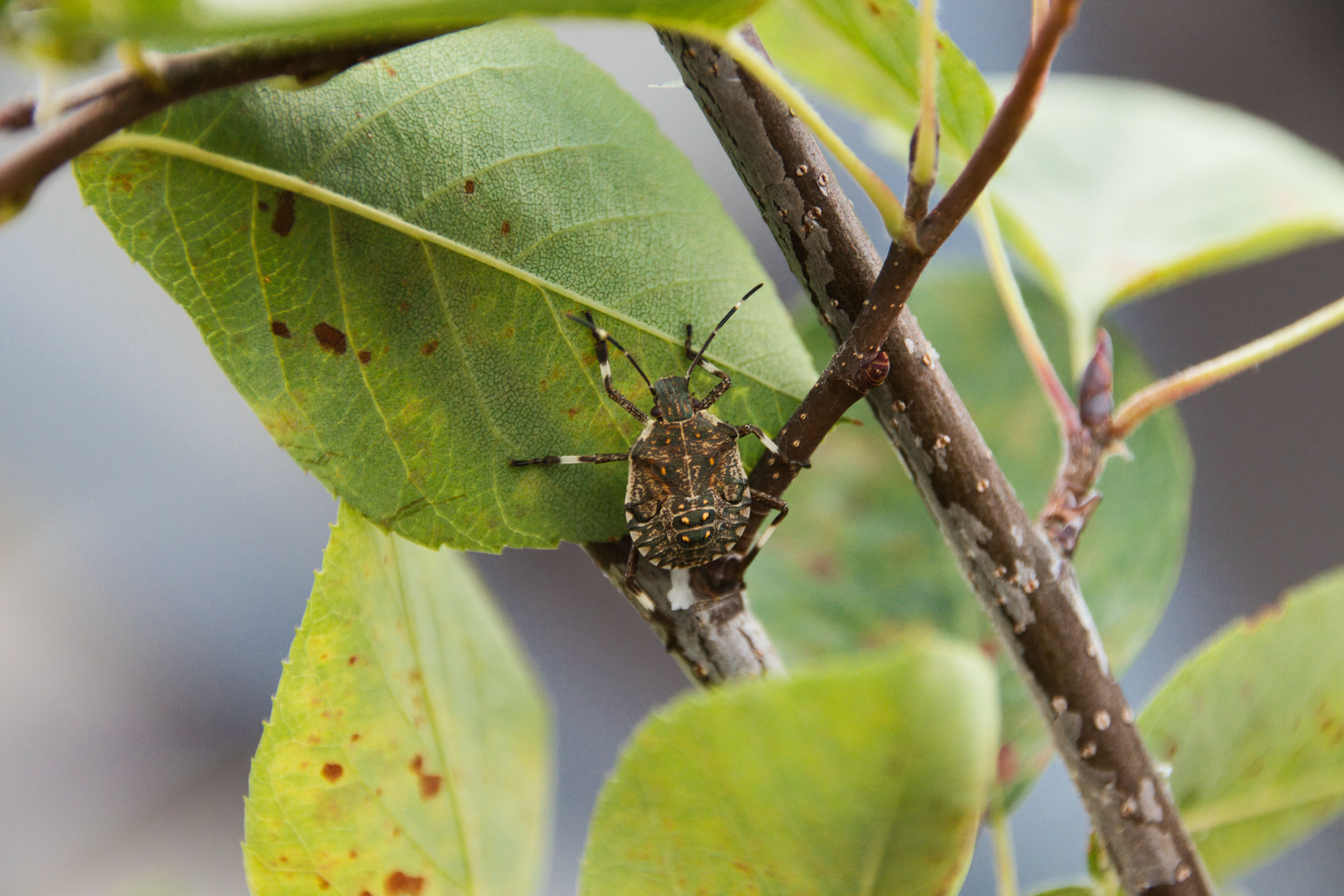 Close-up of a Stink Bug on a Leaf in Weinsberg · Free Stock Photo