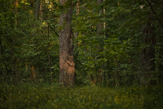 A tranquil sunlit forest scene with lush green foliage and tall trees creating a peaceful ambiance.