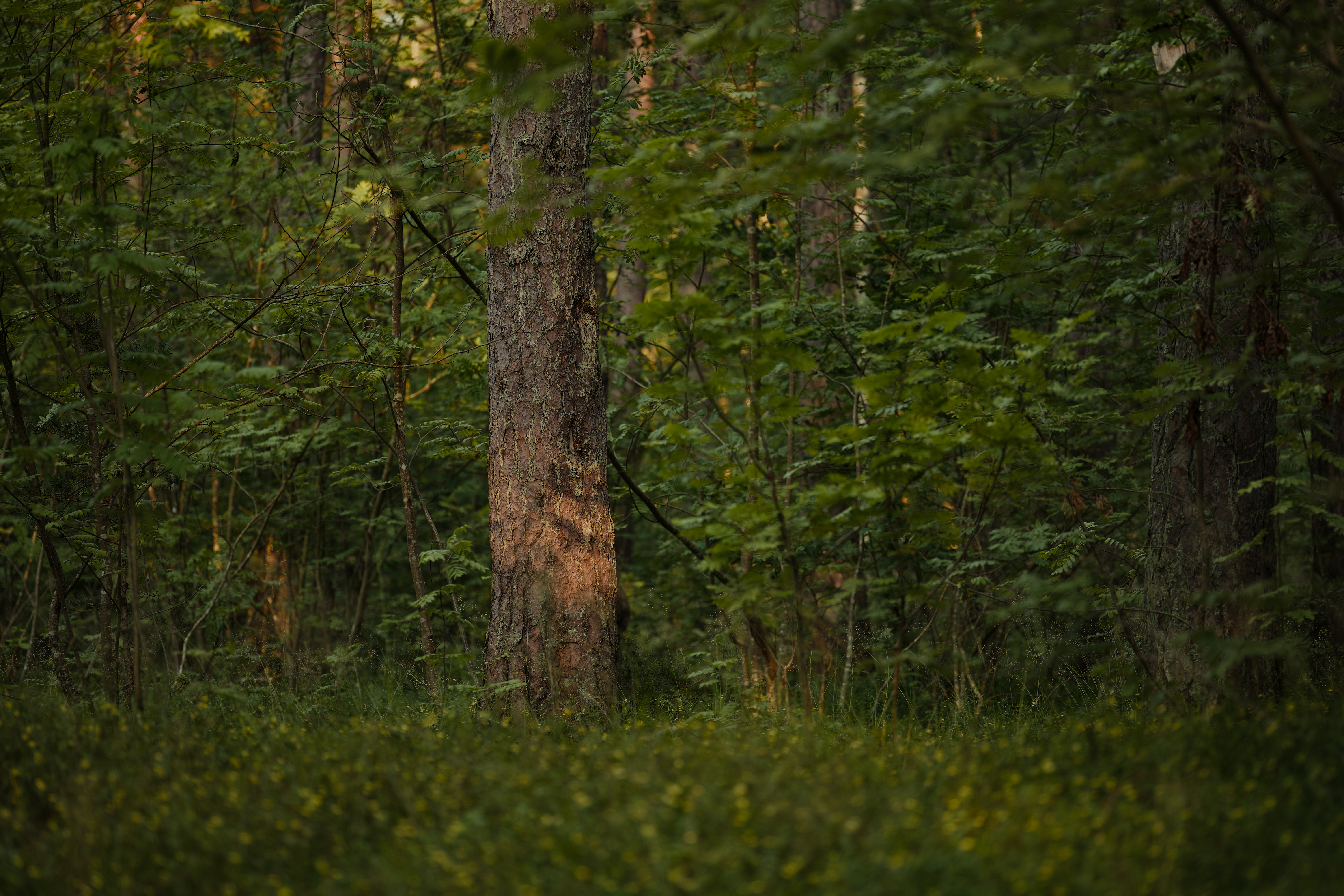 Serene Sunlit Forest with Lush Greenery · Free Stock Photo