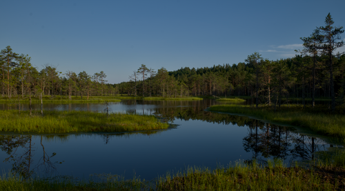 Free Tranquil wetland scene with calm waters and lush green foliage under a clear blue sky. Stock Photo