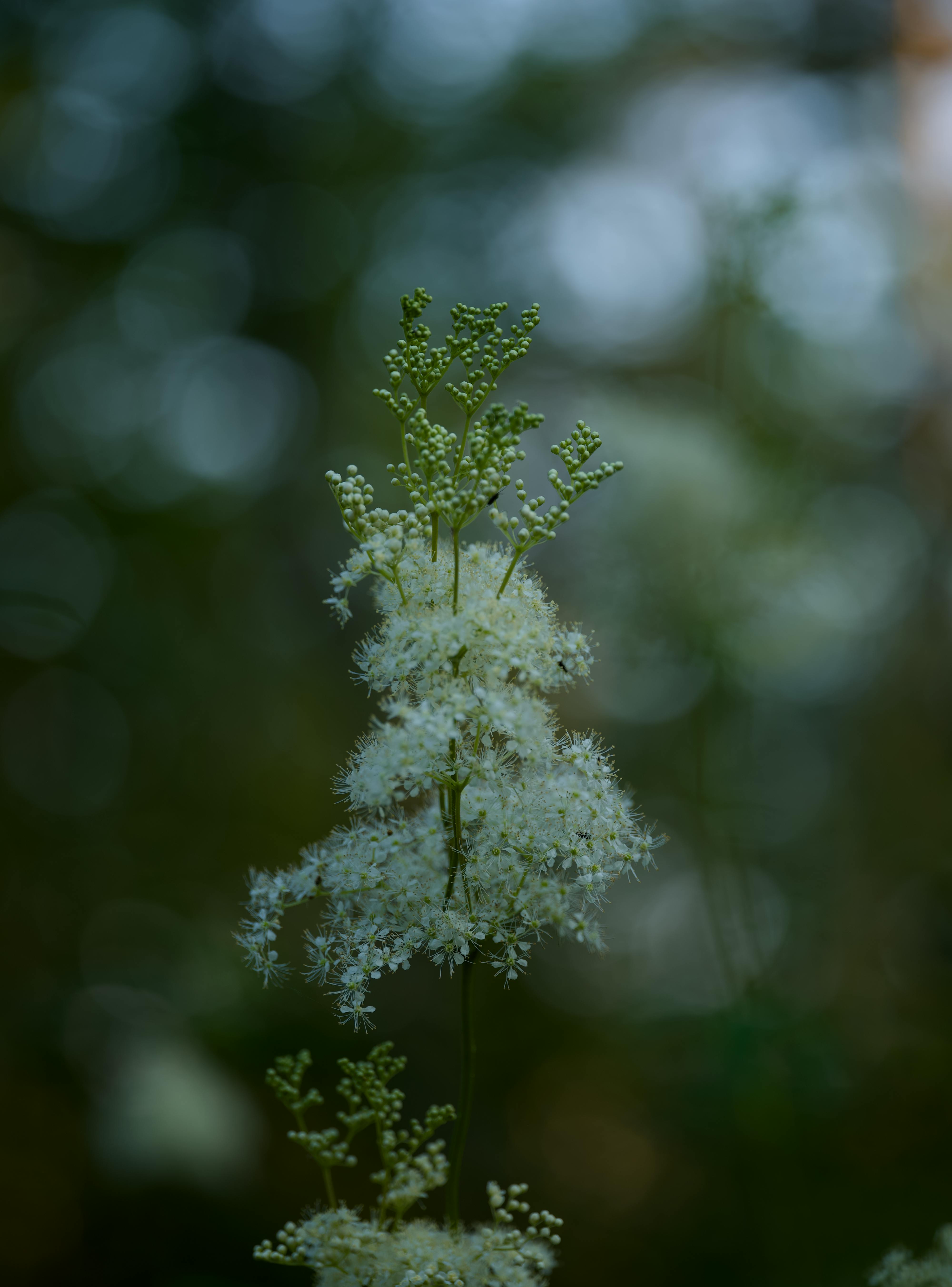 Filipendula ulmaria