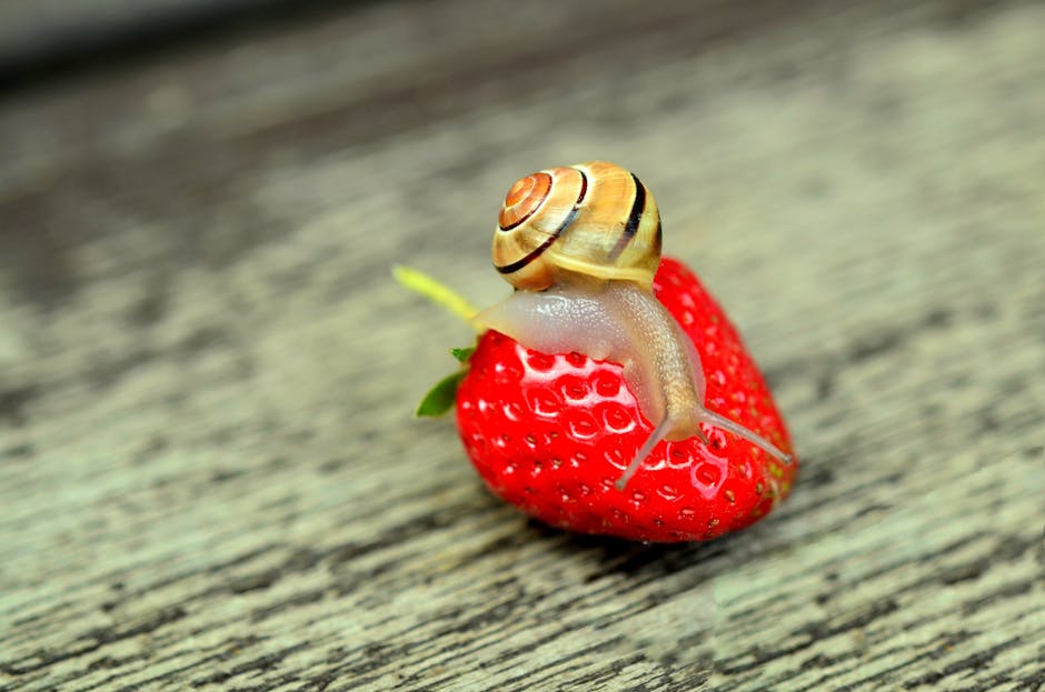 Close Up Photography of Snail Crawling on Strawberry