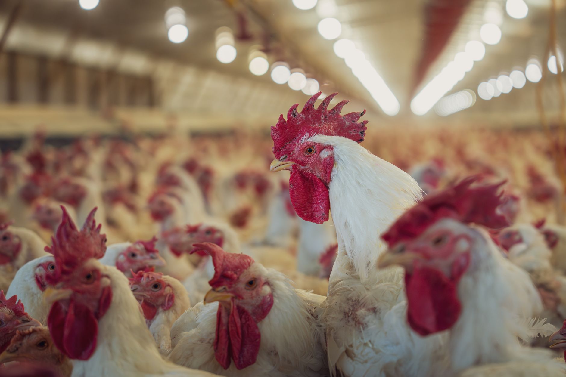 A vibrant and busy poultry farm with large crowd of white chickens.
