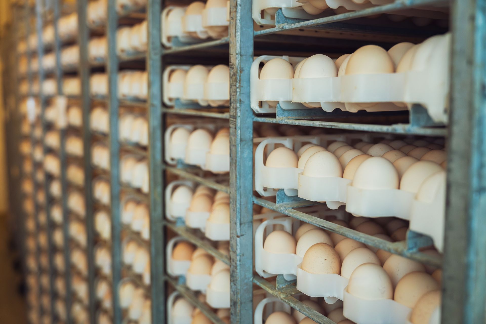 Trays of eggs stacked on a rack, illustrating poultry/egg processing equipment