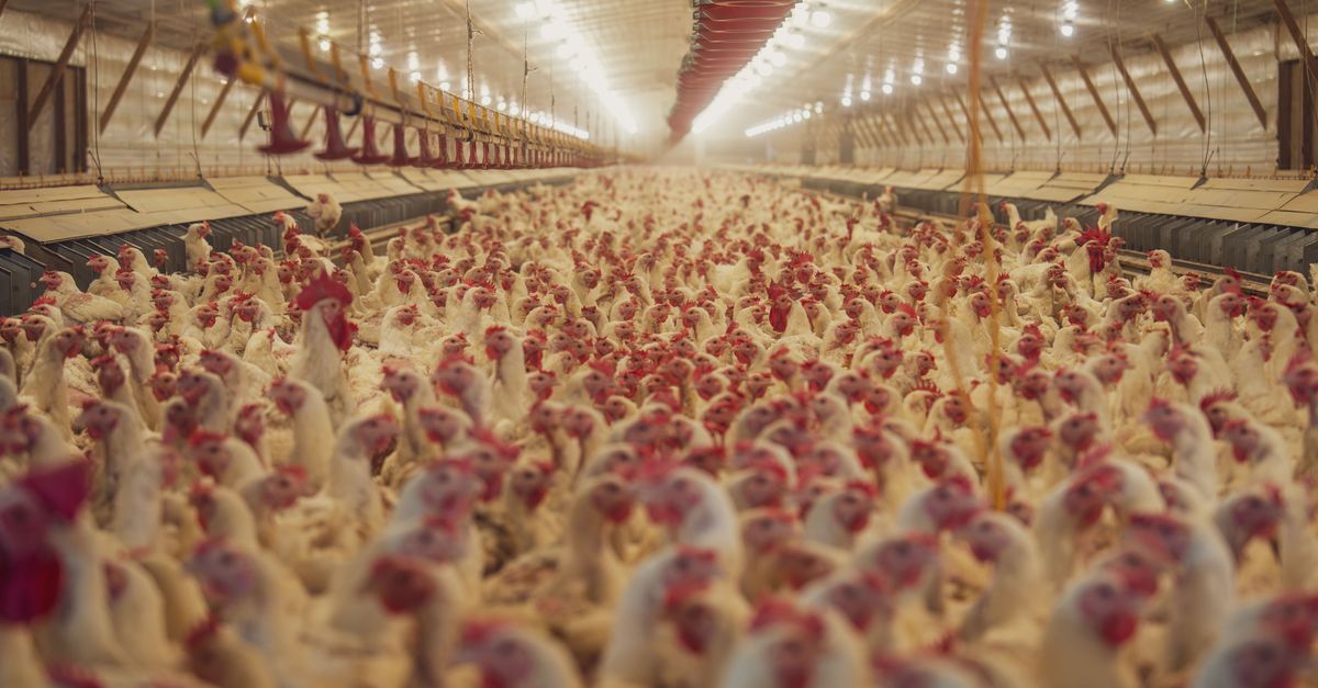Fox Case Raises Bird Flu Spread Concerns in Australia