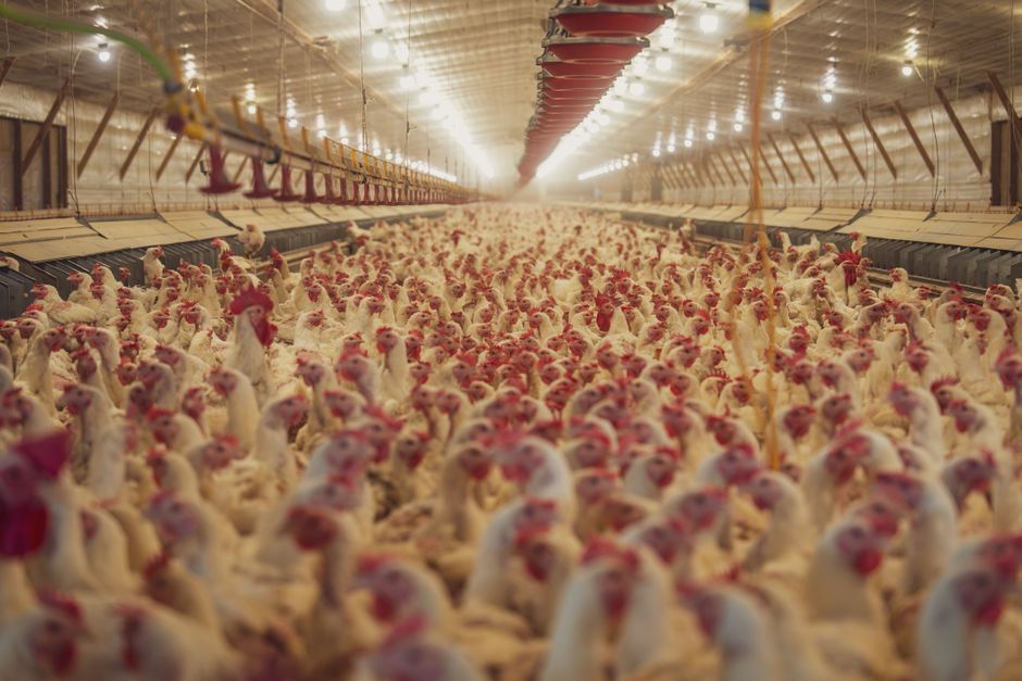 UK food safety chlorinated chicken