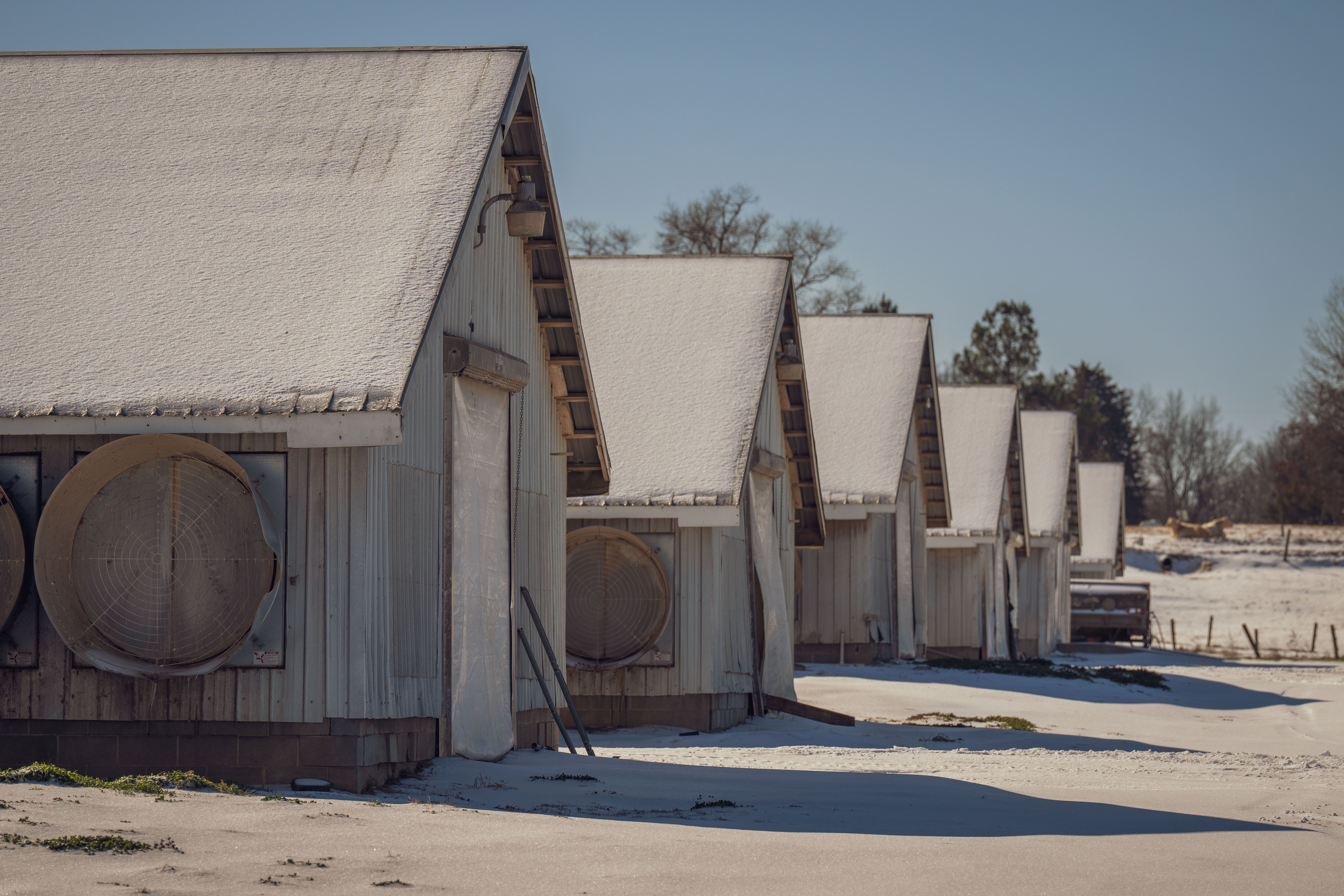 The growing sheds at Scenic Rim Mushrooms in Harrisville, Queensland