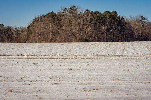 Snow-covered field with trees in the distance under a clear blue sky.