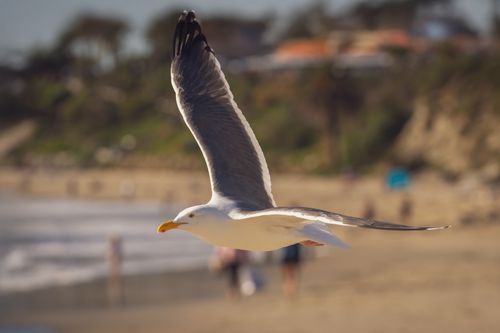 Free A majestic seagull soaring over a sunny beach with blurred background. Stock Photo